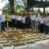 YB Tn Phee Boon Poh menyaksikan lebih 3,000 biji EM Mud Ball yang dibuat oleh penduduk Tmn Bg Lalang, B'worth pada 21-6-2009